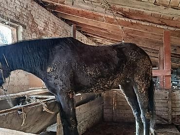 Үй жаныбарлары үчүн товарлар: Жеке жак : Жылкылар, аттар, | Борго байлап семиртилген — 3