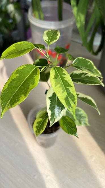 Уход за растениями: Комнатные цветы #комнатные цветы#ароидные — 3