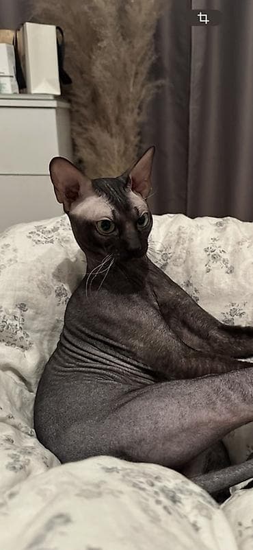 сфинкс купить: Мустафа | вязка канадский сфинкс (велюровый) Мустафа — канадский — 3