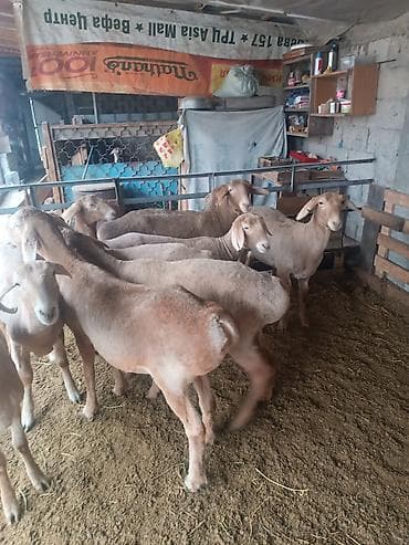 chi su: Продаю | Ягненок | Романовская | Для разведения — 5