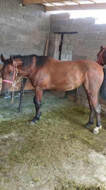 домик для кроликов: Продаю лошадей — 2