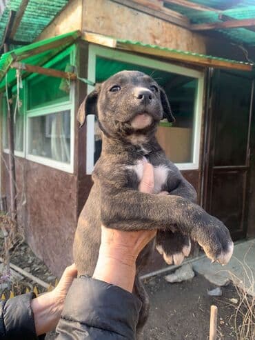 Продаю щенков,мальчик и девочка,окраc тигровый. 2 месяца,порода-мать