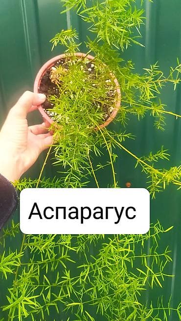 вырасти сад купить петов: Продаю цветы — 5