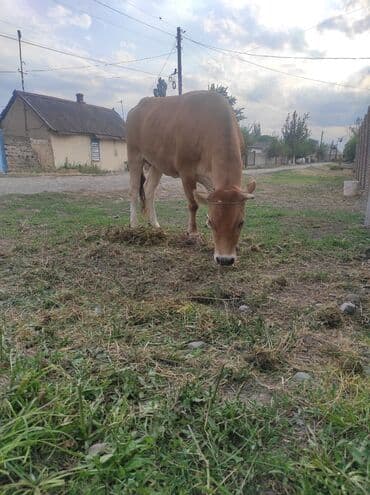 коровы молочной породы купить: Продаю | Тёлка | Алатауская | Для разведения | Искусственник, Отела не было — 3