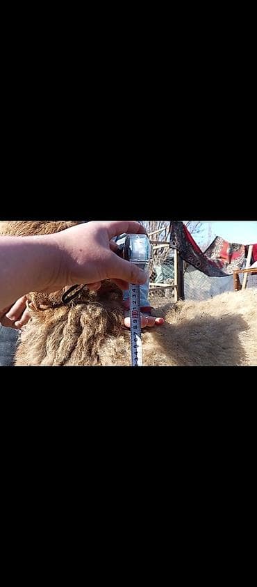 Аквариумы: Продаю | Баран (самец) | Арашан | Для разведения | Осеменитель — 6