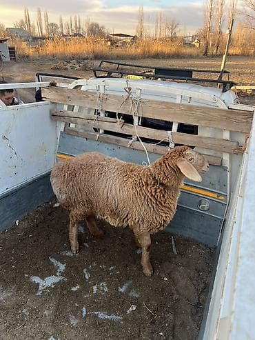 Баран, овца: Продаю | Ягненок | Арашан | Для разведения | Племенные, Матка — 1