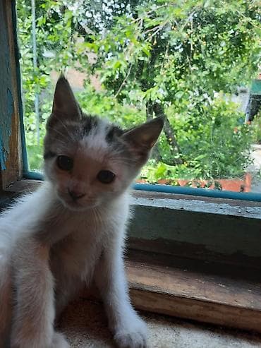 Продажа кошек: Ищут дом и любящую семью замечательные домашние котята! Возраст: 2 — 2