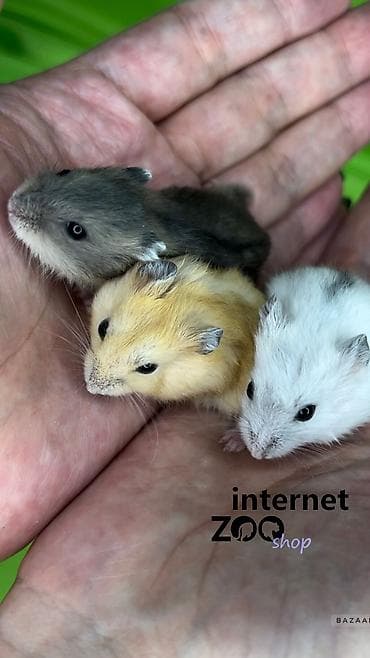 Услуги ветеринара: Продаются хомячки джунгарские, сирийские, ангорские пушистые хомячки — 1