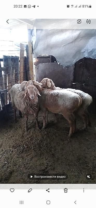 Зоотовары: Продаю | Овца (самка) | Арашан | Для разведения | Матка — 6