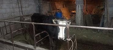 рыбы живые: Продаю | Тёлка | На откорм | Привязанные — 1