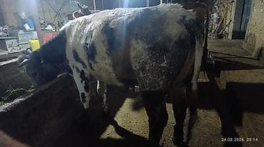 ит ош итер: Продаю | Тёлка | Бельгийская | Для разведения — 2