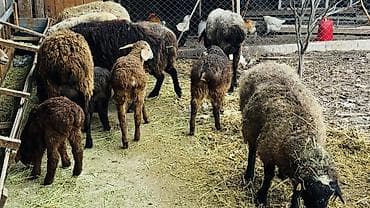 кавказский овчарка цена: Продаю | Овца (самка) | Для разведения | Племенные — 1