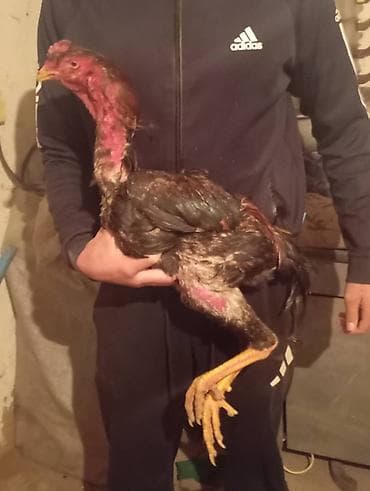 поилки для курей: Продаю | Петух | Бойцовая | Для разведения — 1