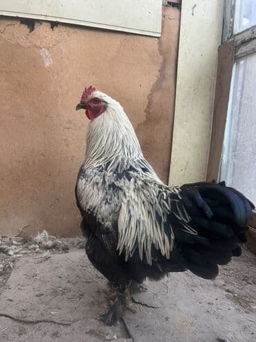 Собаки: Продаю | Петух | Для разведения — 1