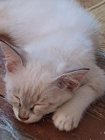 шпионские кошки: Котята и молодые кошки, домашние, ласковые. - Черная кошечка 7 — 3
