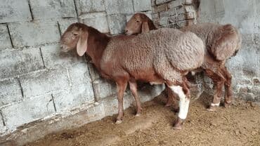 фелуцен для коров цена бишкек: Продаю | Баран (самец) | Для разведения — 2