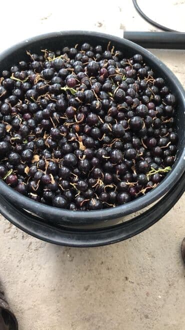 продажа домов шопоков: Дача, 55 м², 5 комнат, Старый ремонт — 10