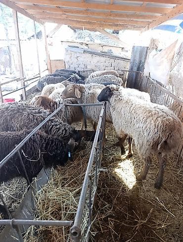 А\ч жаныбралары үчүн товарлар жана шаймандар: Сатам | Ургаачы кой (ургаачы) | Көбөйтүү үчүн | Ургаачы — 7