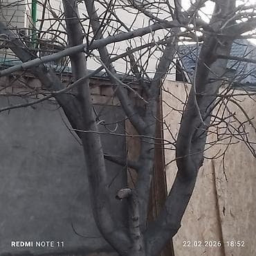 с мебелью: Орех (жангак) кыйып алып кетчуулор болсо баасын суйлошобуз — 1