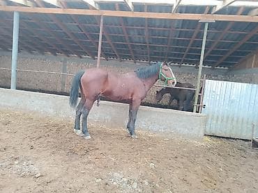 арабский скакун: Продаю | Жеребец | Рабочий | Племенные — 4