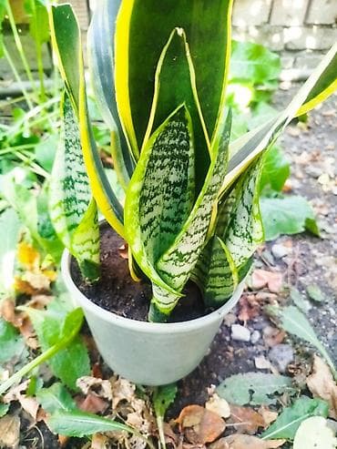 Сансевиерия (лат. Sansevieria), известная также как «щучий хвост» или