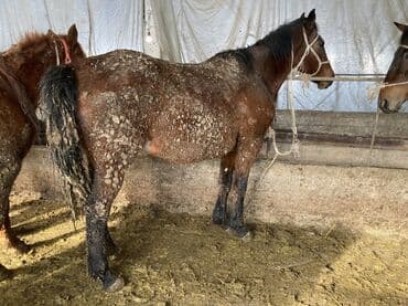 продать животных: Продаю | Кобыла (самка) — 7