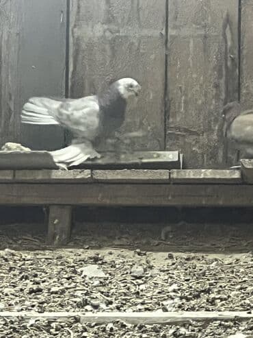 теплый пол электрический цена за м2 бишкек: Продаю всю голубятню 
За 5000 тыс — 4