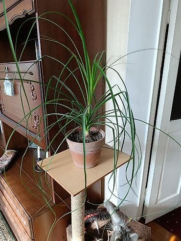 Комнатные растения: Комнатные растения - хлорофитумы кудрявые, плющи вариегатные, кливия — 7