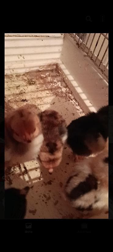 прием ящиков: Продаю | Цыплята | Для разведения — 2