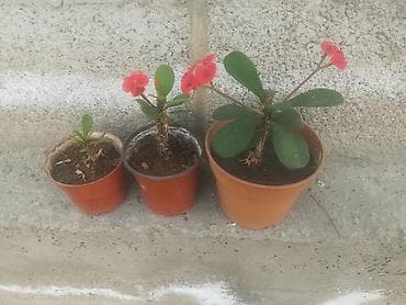 местоположение: Комплект: три горшка с растениями, как на фото. Цена за три горшка — 1