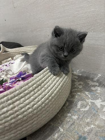хомяк ош: Г.Ош Чистокровный Британский короткошёрстный котёнок — 1