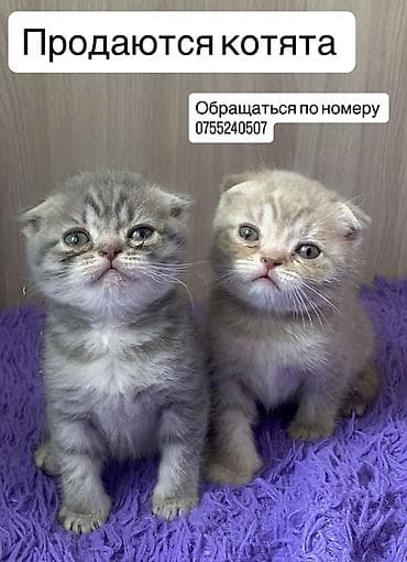 ориентал кошка: Котята шотландской породы (скоттиш-фолд/страйт) с плюшевой шерстью и — 1