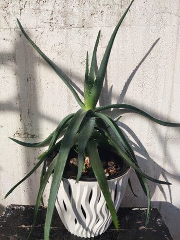 стоимость аквариума: Домашние и комнатные цветы в горшках. Герань, Алоэ, долларовое дерево — 2