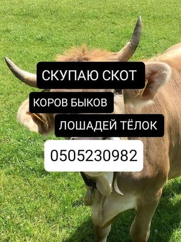 ферма: Сатып алам | Уйлар, букалар, Жылкылар, аттар, Башка а/ч жаныбарлары | Күнү-түнү, Бардык шартта, Союлган