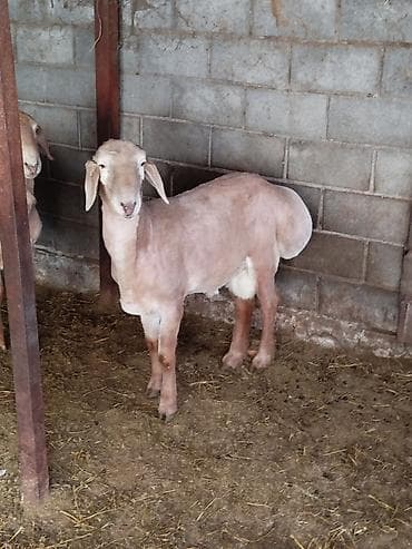 машинки для овцы: Продаю | Баран (самец) | Для разведения — 1