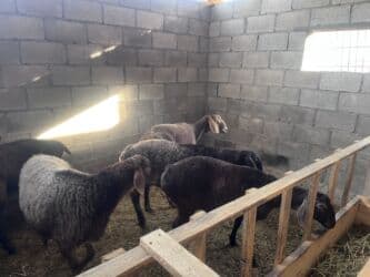 продаю связи с переездом: Сатам | Ургаачы кой (ургаачы) | Союуга — 2