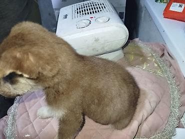 породистые собачки: 4 месяца, Самка, С прививкой — 2