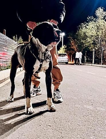 щенки ягдтерьер: 4 года, Самец — 2