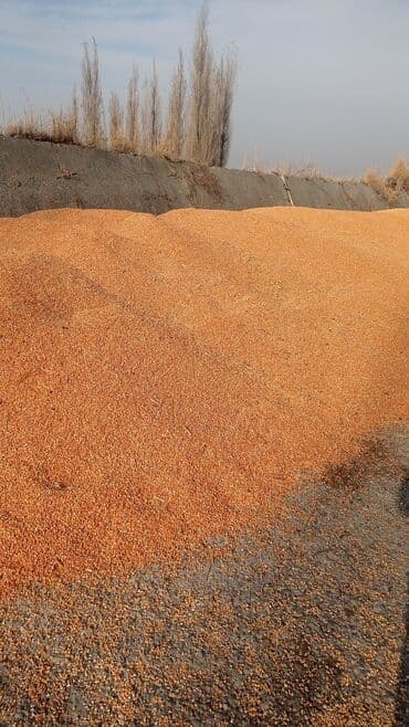 форель корм: Продаю кукурузу сорт пл 700 турецкий красный влажность 12 процентов — 2