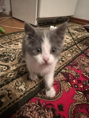 возьму кошку бесплатно: 2 месяца, Девочка, Приучена к лотку — 1