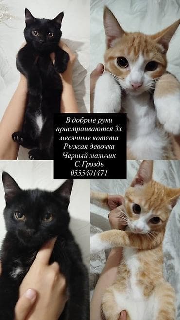 Беспородная, 3 месяца, Девочка, Рыжий, Приучена к лотку