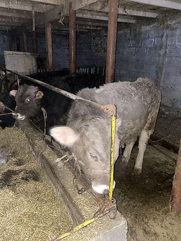 Товары и оборудование для с/х животных: Продаю | Бык (самец) — 1