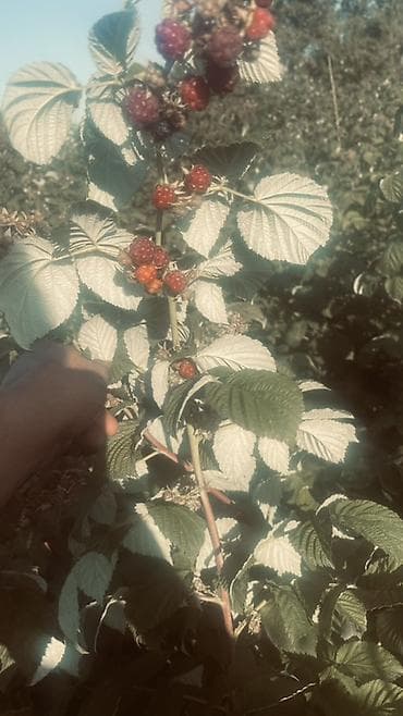 продаю бычка: Малина Оптом, Самовывоз — 6