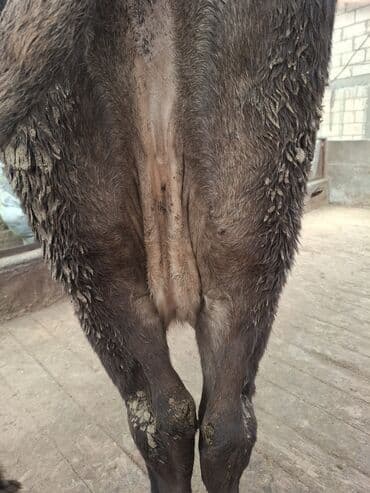 Собаки: Ассалом алейкум жамаат Ушул Алатоо породасындагы чоң уй сатылат. 8айга — 5