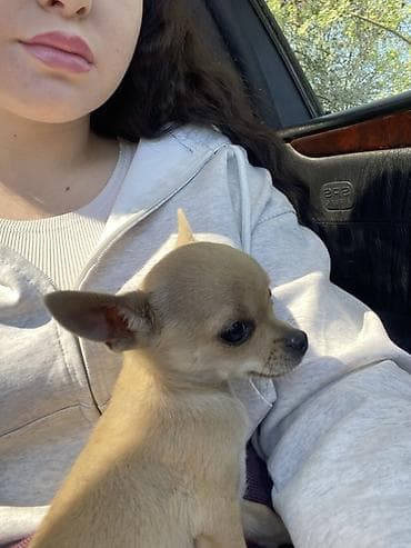 чихуаха: Чихуахуа, 4 месяца, Самец, С прививкой — 1