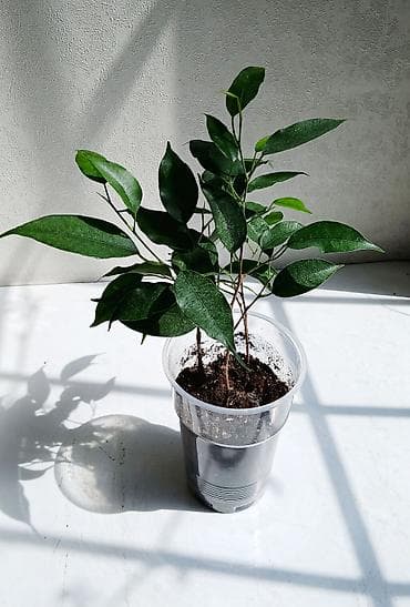 ФИКУС Продаю ФИКУСЫ В каждом стаканчике по 3–4 веточки: хорошо at lalafo.kg ФИКУС Продаю ФИКУСЫ В каждом стаканчике по 3–4 веточки: хорошо