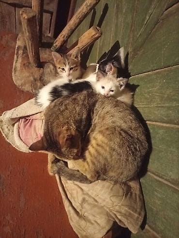 собака маленькая: Котята — 1