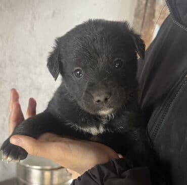 кавказский овчарка цена: Щенята в добрые и заботливые руки Возраст — 1 месяц. Всего 6 — 4