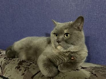 Токмок ! Британская короткошёрстная кошка, окрас голубой (плюшевый