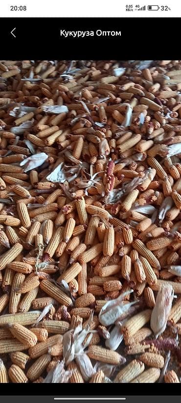Кукуруза Оптом